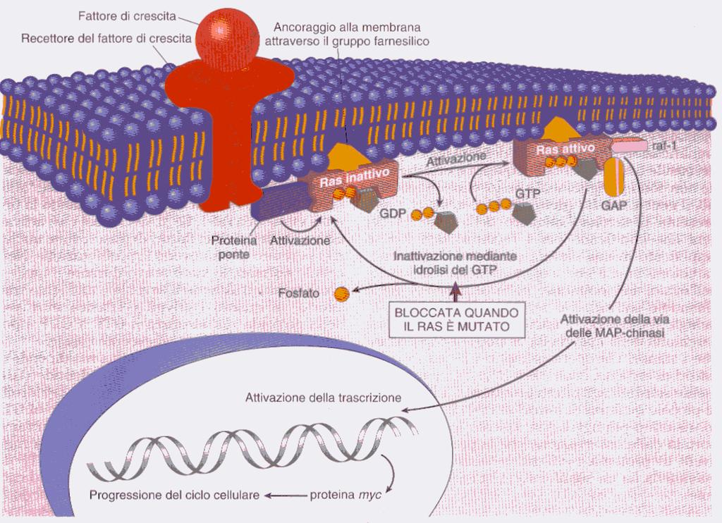 Modello di attivazione del gene ras.