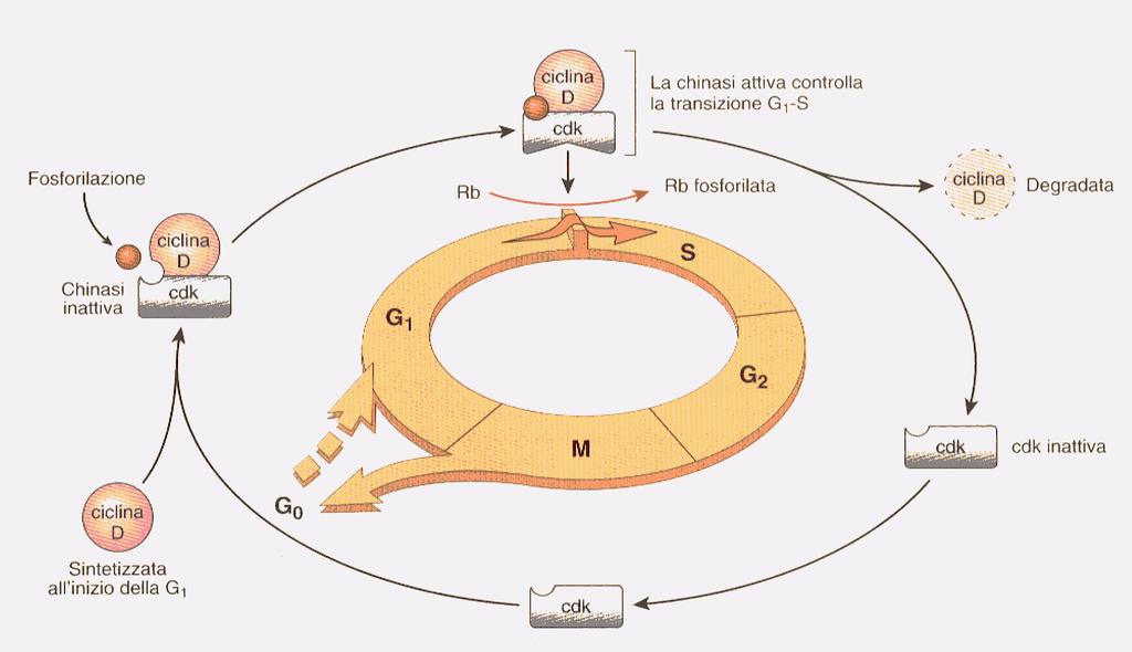 Mentre l espressione c-myc è perfettamente regolata durante la normale proliferazione cellulare, le versioni trasformanti di myc sono associate ad una persistente espressione e, talvolta, ad una