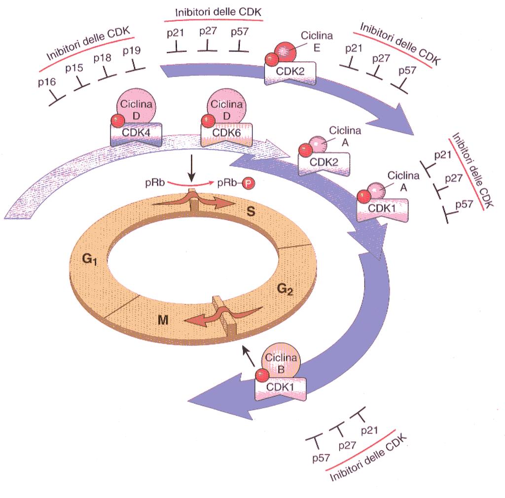 Sebbene ogni fase del ciclo cellulare venga attentamente controllata, il passaggio dalla fase G 1 alla fase S rappresenta un punto di controllo estremamente importante, in quanto, una volta che una