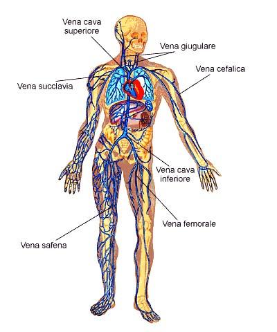 ARTERIE:sono i vasi in uscita dal cuore indipendentemente dal tipo di sangue che queste contengono. VENE: sono i vasi in entrata nel cuore. Le arterie si differenziano in base al calibro.