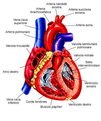 CUORE: si trova nella cavità toracica ed in particolare nel mediastino(cuore:organo mediastinico), cioè uno spazio della cavità toracica delimitato ai lati dai polmoni.