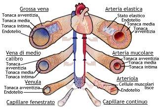 Siccome le pareti sono di muscolatura il ventricolo sx sarà in grado di imprimere una forza decisamente maggiore al sangue rispetto al ventricolo dx il ventricolo sx d altra parte manda sangue all