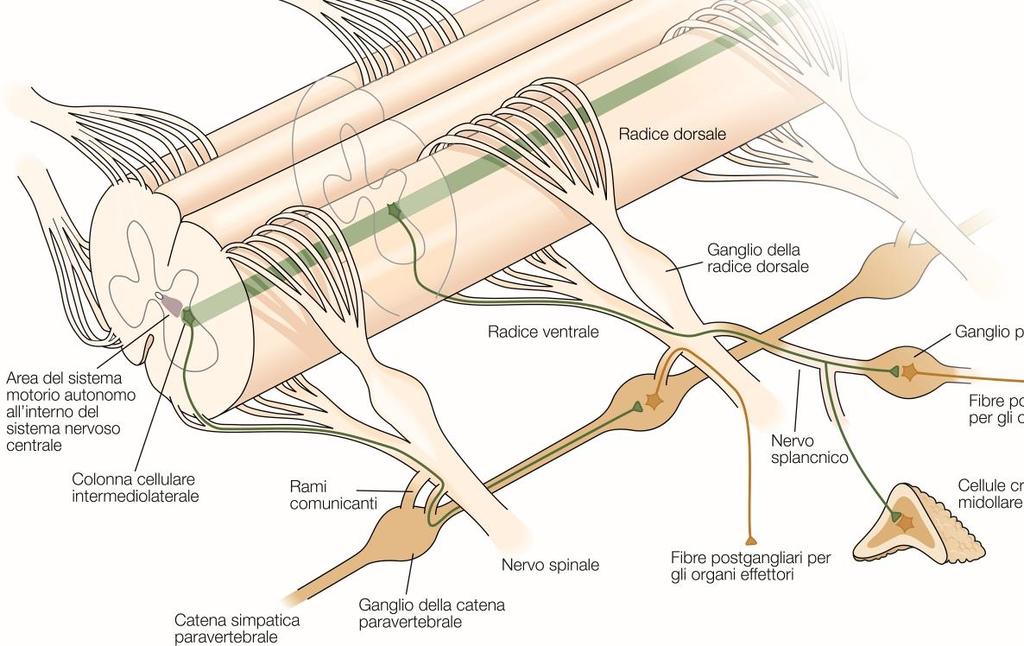 Organizzazione anatomica delle vie ortosimpatiche Le vie ortosimpatiche inviano