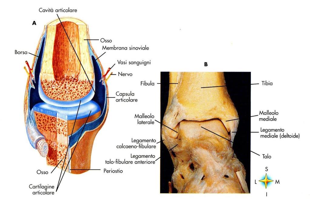 Caratteristiche strutturali delle Diartrosi Componenti obbligatorie: Capi articolari, cartilagine articolare sulle superfici articolari,