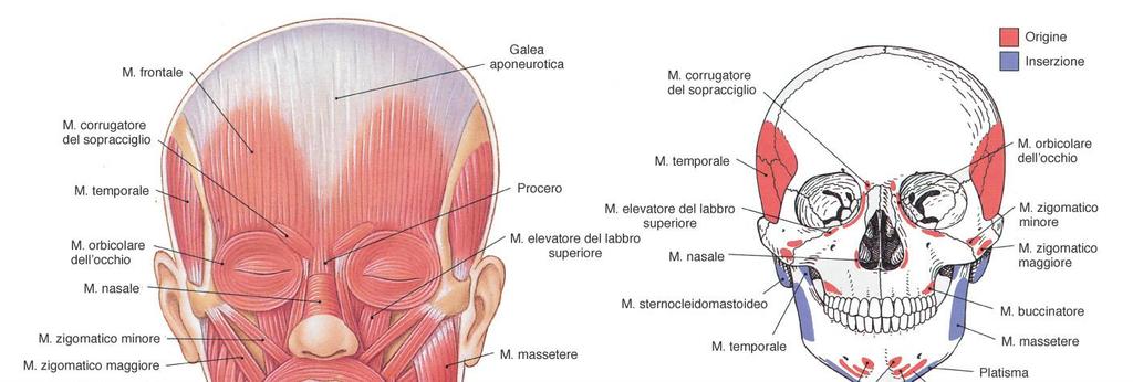 Muscoli mimici: una inserzione nel sottocutaneo