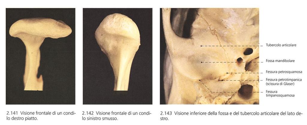 Capitolo 6 Capi articolari: - fossa