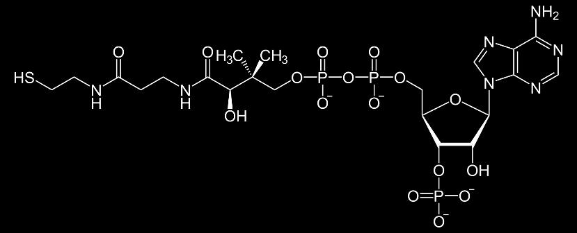 Nucleotides Are Very Important Nucleotides have many other functions: They carry chemical energy in their easily hydrolyzed phosphoanhydride bonds. Example - ATP 2.