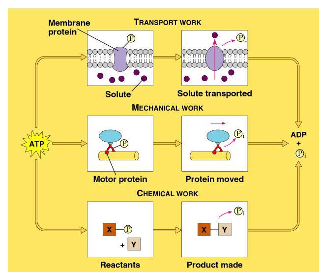 What is ATP?