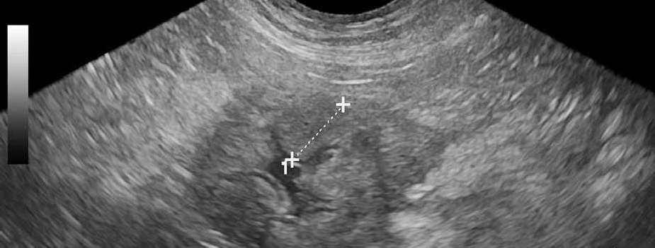 VII PARTE RELATORI Introduzione al corso Stadiazione clinica Discussione casi clinici DPI in oncologia felina L esame del sangue in oncologia Linfoma: forme anatomiche 12.