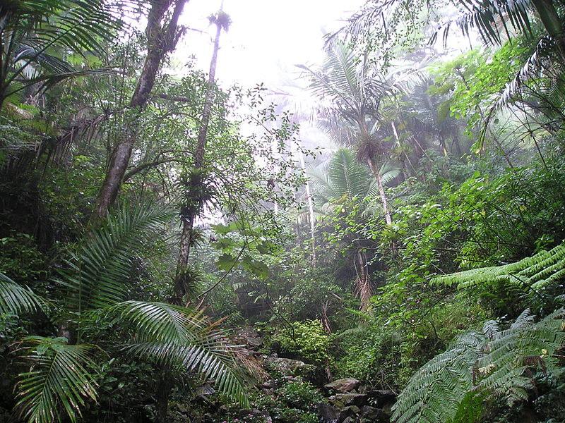 Le foreste pluviali tropicali si localizzano nella fascia equatoriale.