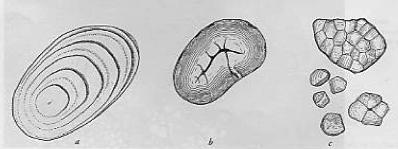 lipidici, tipici di certe famiglie (es.