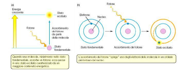 L assorbimento di energia luminosa (fotoni) causa la transizione di una molecola dallo stato fondamentale ad