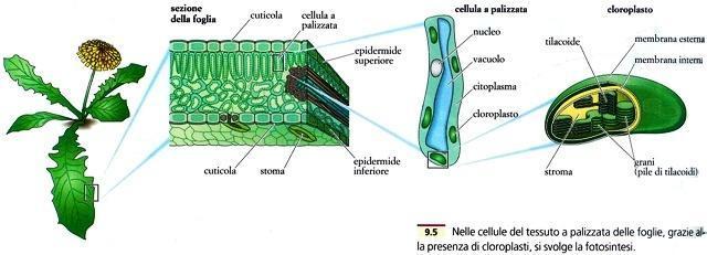 Cellula vegetale