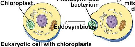 Origine evolutiva dei plastidi Teoria endosimbiontica Simbiosi tra cianobatteri ed organismi ameboidi