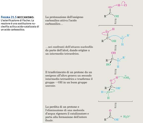Acidi carbossilici Acidi carbossilici La sostituzione nucleofila