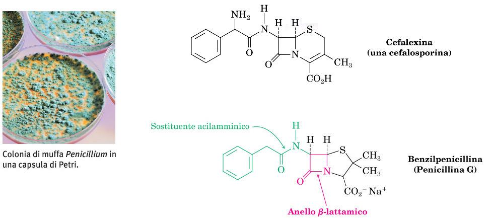 Antibiotiotici β-lattamici L anello tensionato funge da