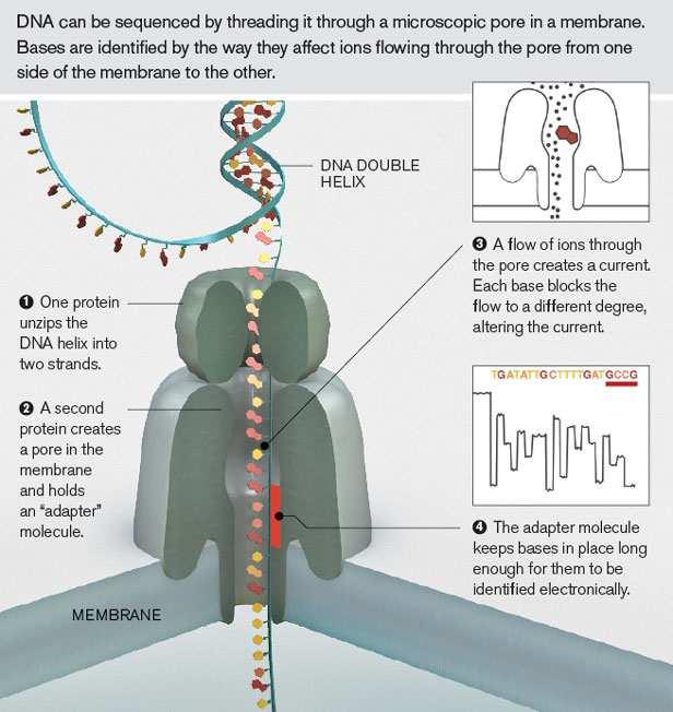 Sequenziamento di terza generazione La tecnologia Oxford Nanopore in breve La doppia elica di DNA viene separata e la molecola a singolo