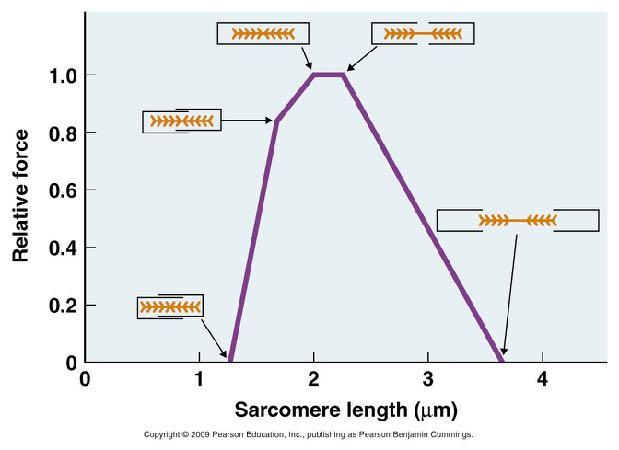 Length Force