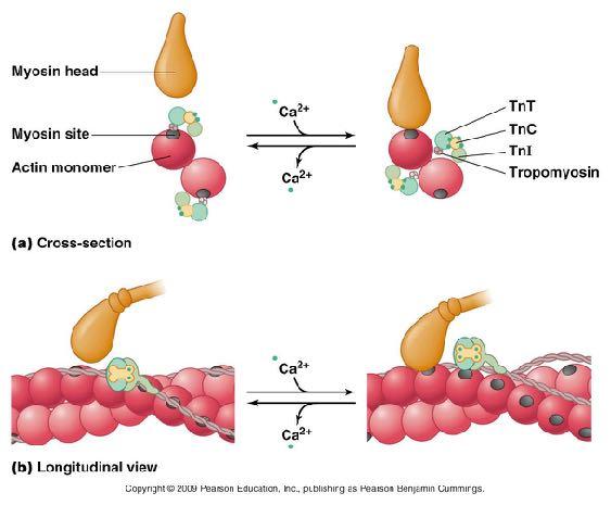 Regulation of