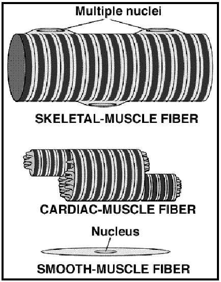 I muscoli dei vertebrati sono classificati in tre tipi fondamentali: muscolo scheletrico: gruppi di fibre striate polinucleate formati dalla fusione di precursori muscolo cardiaco: singole cellule