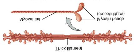 di miosina sull actina. La miosina legata all actina ha una elevata attività ATPasica.