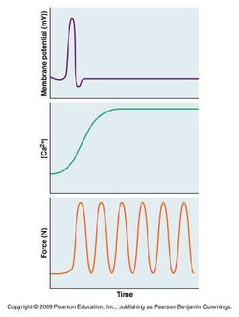 Asynchronous Insect Flight Muscles Copyright 2008 Pearson