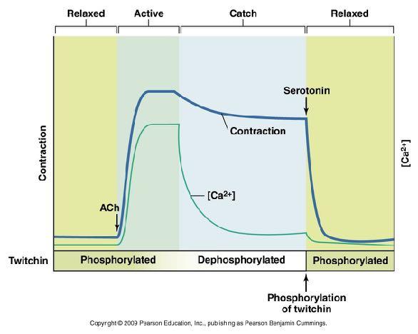 Mollusc (Bivalve) Catch Muscle Copyright 2008 Pearson