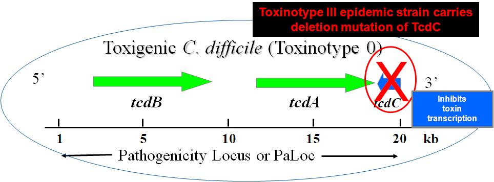Ceppi di Clostridium difficile tossigenico e non tossigenico Spigaglia and Mastrantonio. J Clin Microbiol. 2002 Sep;40(9):3470-3475.