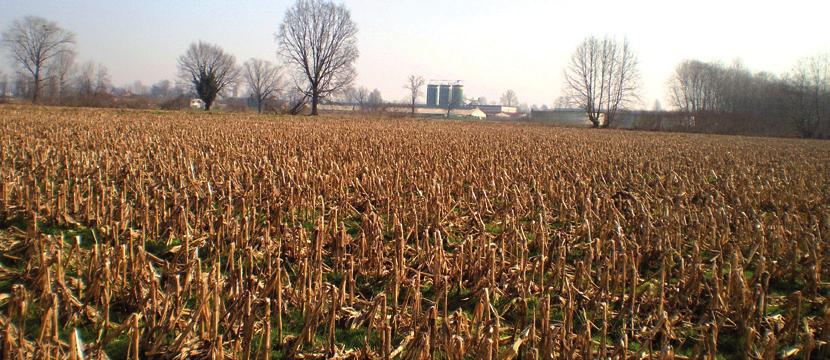 LE AZIENDE DI PROGETTO 14 ARISI INDIRIZZO PRODUTTIVO Ordinamento colturale: cerealicolo-zootecnico; Superfice aziendale: 160 ha (145 ha in proprietà + 15 ha in affitto) + 100 ha in concessione per lo