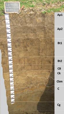 Bt2 CB Ck Ckm C Cg 90-110 cm; umido; bruno forte (7,5YR4/6); argilloso fine, tessitura franca limosa argillosa; struttura poliedrica subangolare fine forte; moltissime concentrazioni di Fe-Mn,