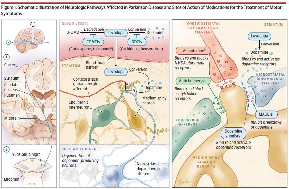 Pharmacological Treatment of Parkinson s disease.