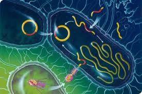 Origine della sepsi: vie urinarie nosocomiale Potenziali patogeni: Enterobatteri Pseudomonas MDR E.