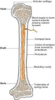 compassi, calibri e altri strumenti di misura (sia su resti scheletrici ma anche sul vivente) L osteologia