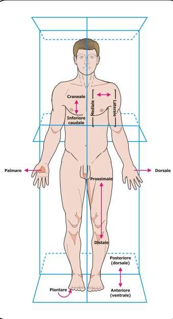 LA POSIZIONE ANATOMICA si considera il corpo umano in posizione eretta, con le braccia pendenti,