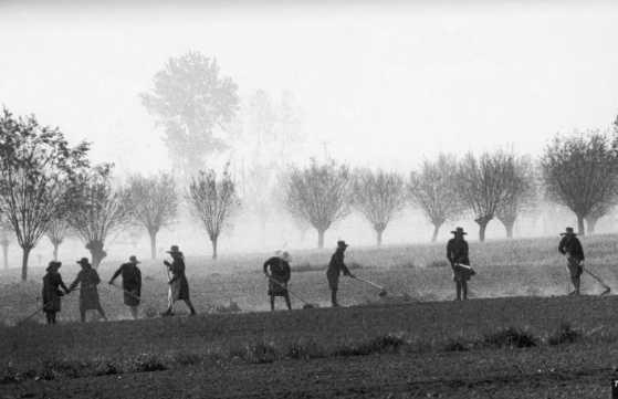 Il settore agricolo e forestale Prevalenza micro-aziende (conduzione con manodopera esclusivamente familiare)