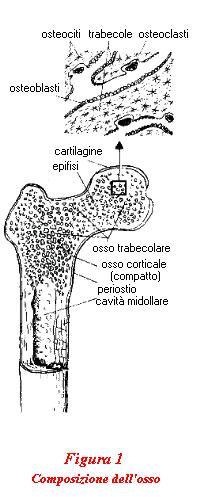 TESSUTO OSSEO Calcio Fosforo Fluoro Magnesio Matrice proteica (collagene) DUREZZA ED ELASTICITA Contiene il 99% del calcio corporeo Riserva del calcio per l'organismo L'osso è in continua evoluzione