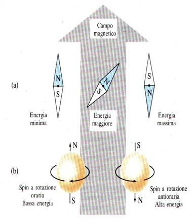 sul proprio asse (spin), genera un campo magnetico la cui polarità dipende dal verso di rotazione.