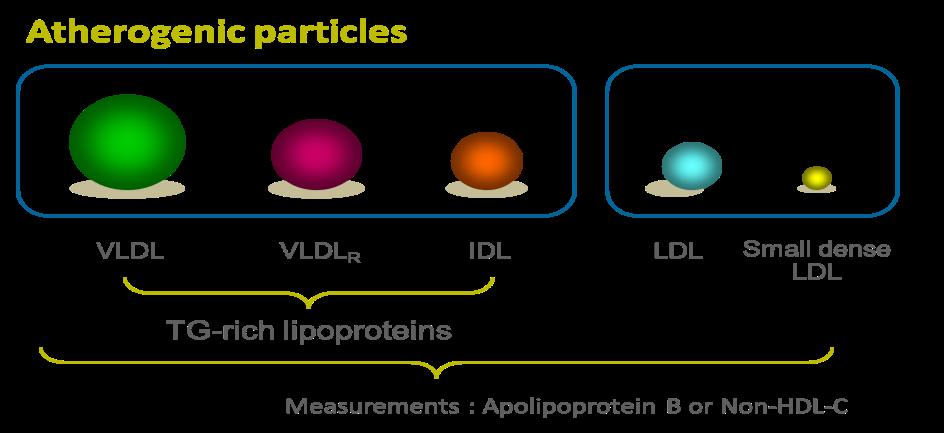 Small, dense LDL and HDL particles, larger