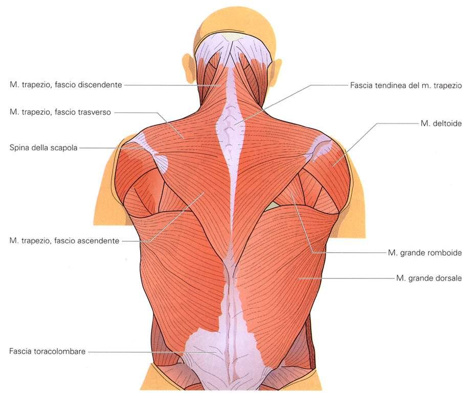 Immagine tratta da: Anatomia e Fisiologia dell