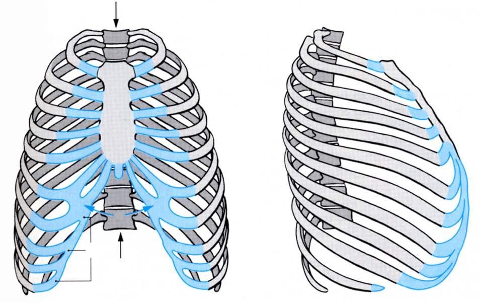 Immagine tratta da: Anatomia Umana-Atlante tascabile-apparato