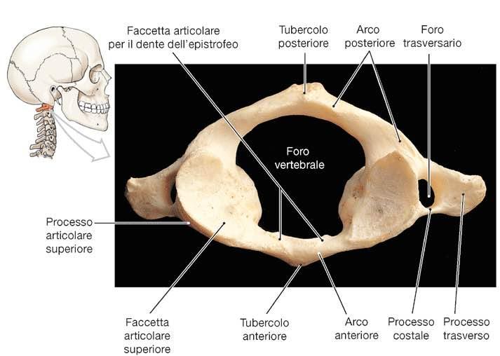 Atlante Immagine tratta da: Anatomia Umana,