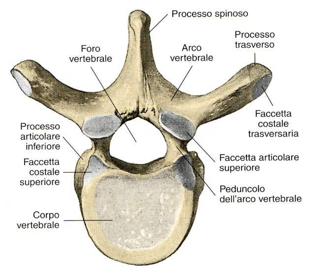 6 a vertebra toracica Immagine tratta da.