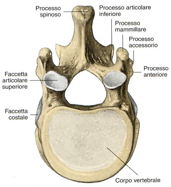 11 a vertebra toracica Immagine tratta da.