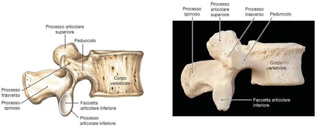 Vertebre lombari Immagine tratta da: Anatomia Umana,