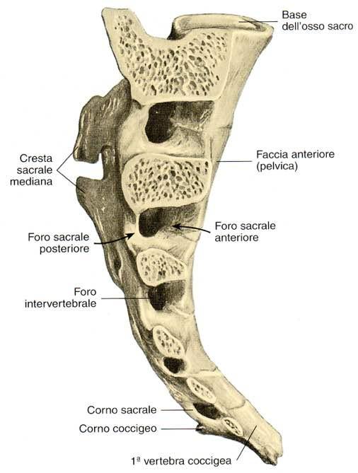 Osso sacro Immagine tratta da.