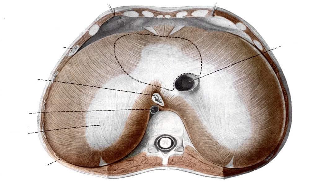 Immagine tratta da: Anatomia Umana, Balboni C.G et al.