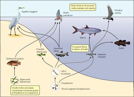 Rete alimentare Risulta più appropriata come definizione per descrivere le relazioni tra le varie specie che costituisco una ecosistema Nell