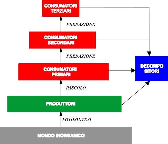 L energia immagazzinata dai consumatori primari (erbivori) è approssimativamente il 10% dell energia immagazzinata nei produttori.