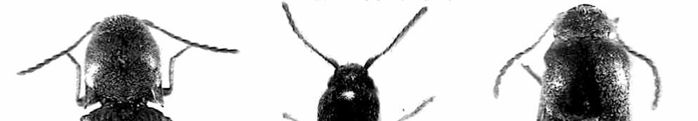 Figg. 12-17. Adulti in visione parziale e totale. 12. Lanecarus fleutiauxi sp. n.; 13. Lanecarus unicus (Fleutiaux); 14. Lanecarus sichuanensis sp. n.; 15. Lanecarus fujianensis sp. n.; 16.