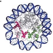 L elica del DNA fa circa 1,65 giri stretti attorno all ottamero di istoni.